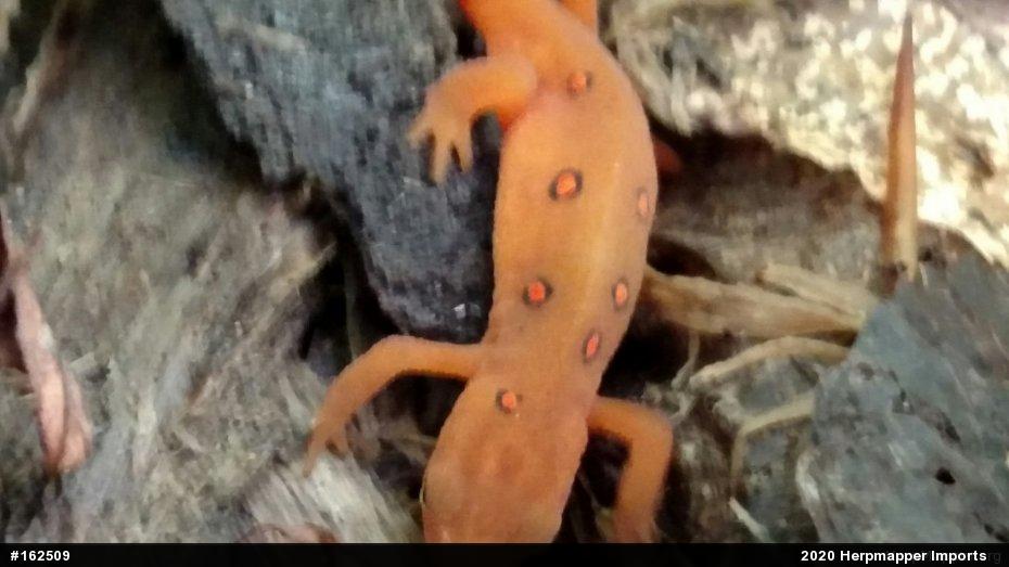 Red-spotted Newt