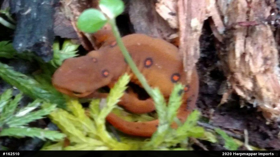 Red-spotted Newt