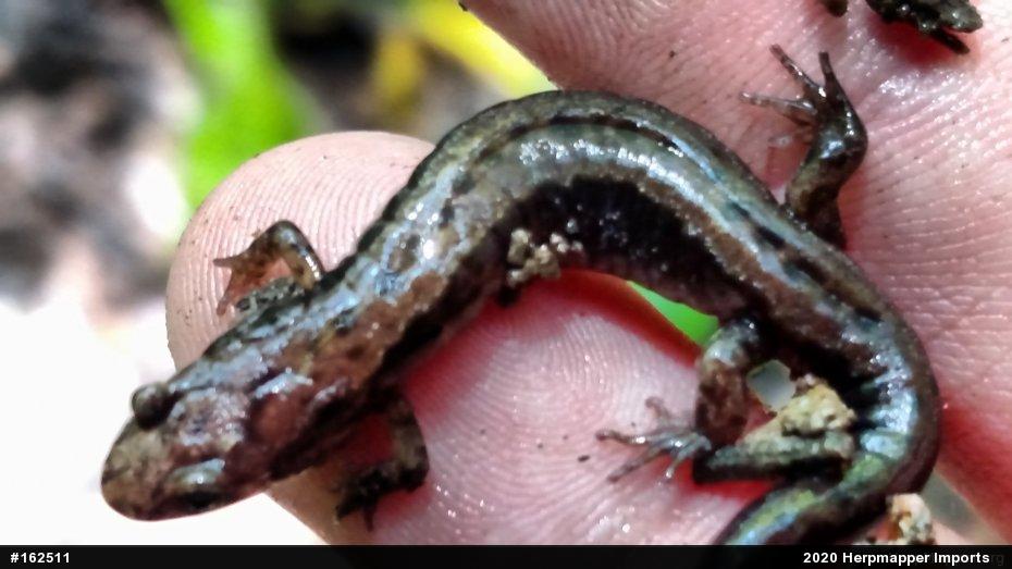 Allegheny Mountain Dusky Salamander