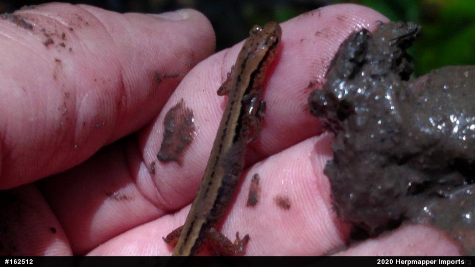 Northern Two-lined Salamander