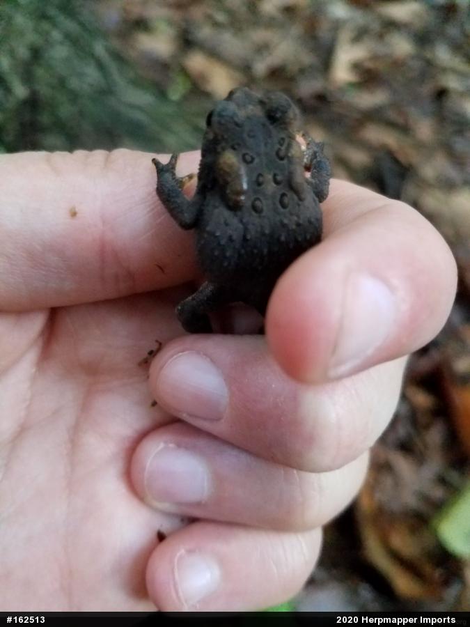 Eastern American Toad