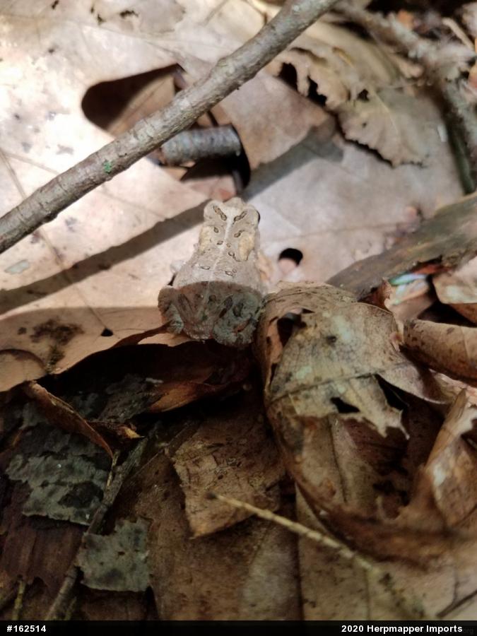 Eastern American Toad
