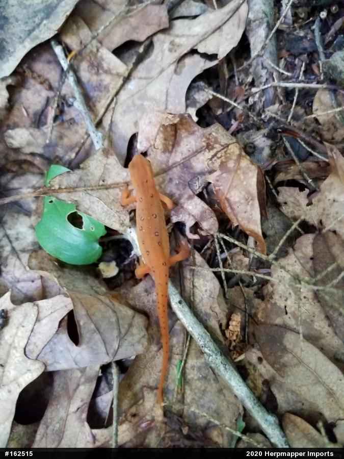 Red-spotted Newt