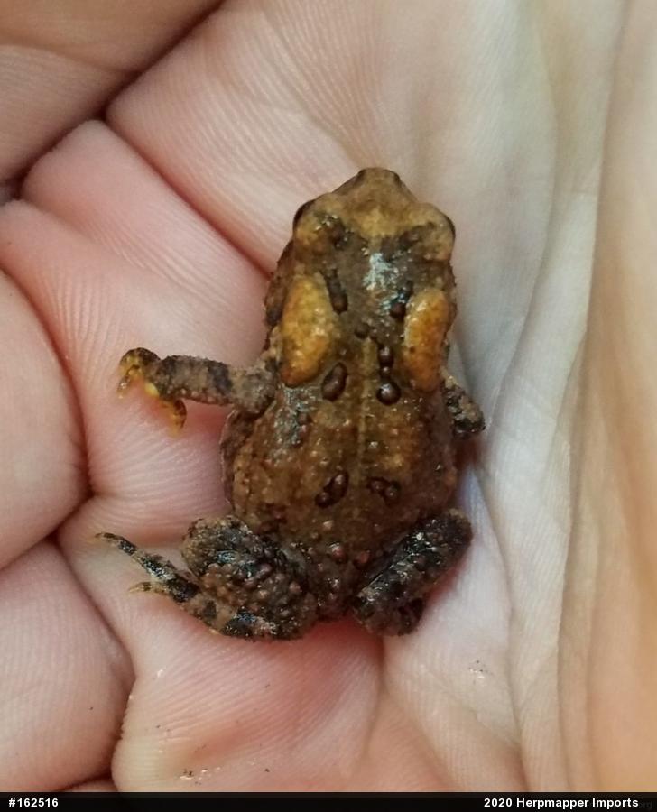Eastern American Toad