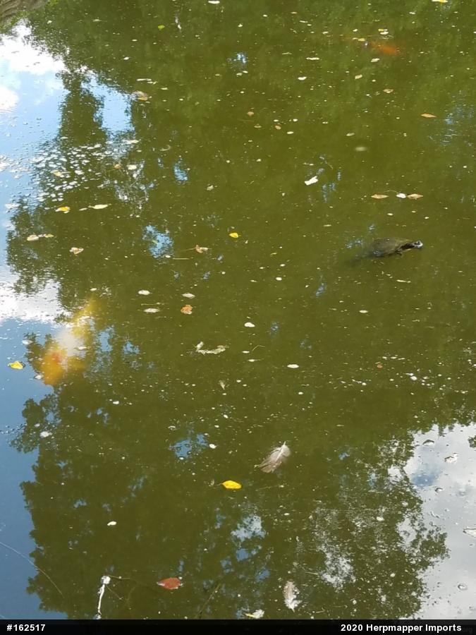 Red-eared Slider