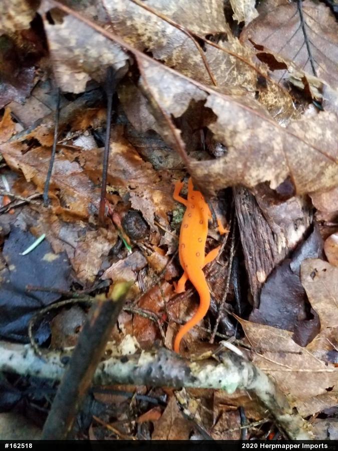 Red-spotted Newt