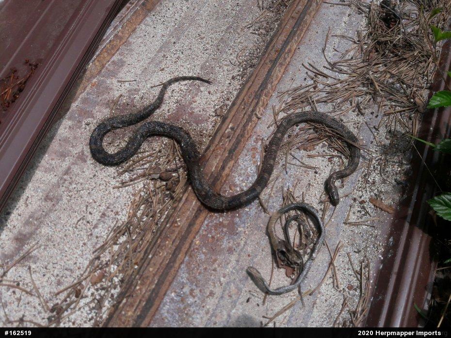 Eastern Milksnake