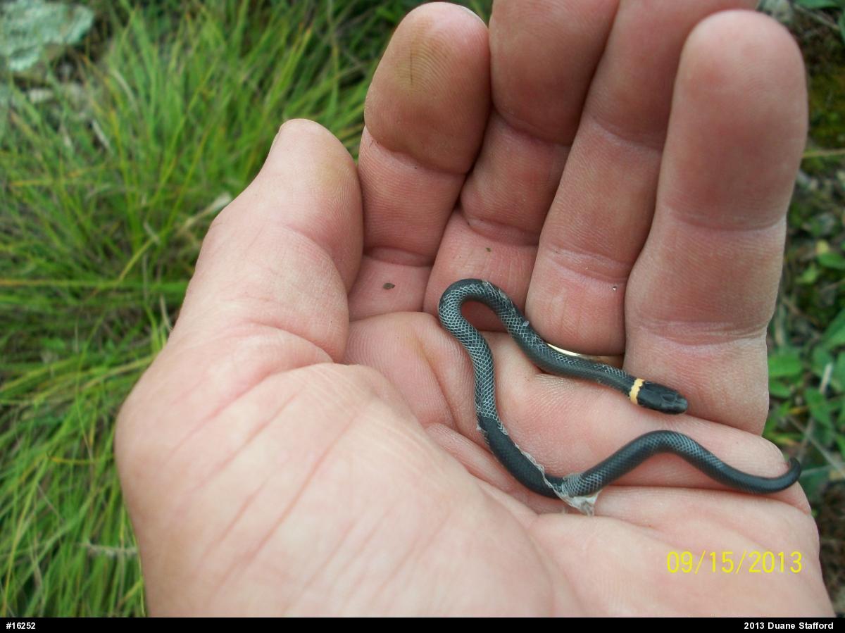 Northern Ring-necked Snake
