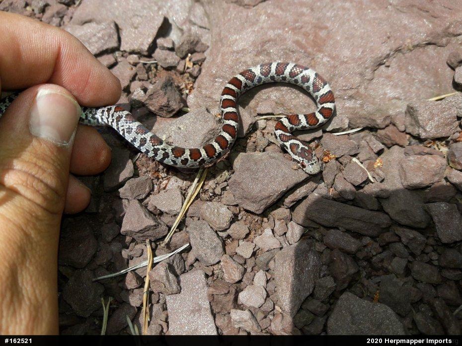Eastern Milksnake