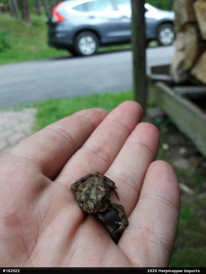 Eastern American Toad