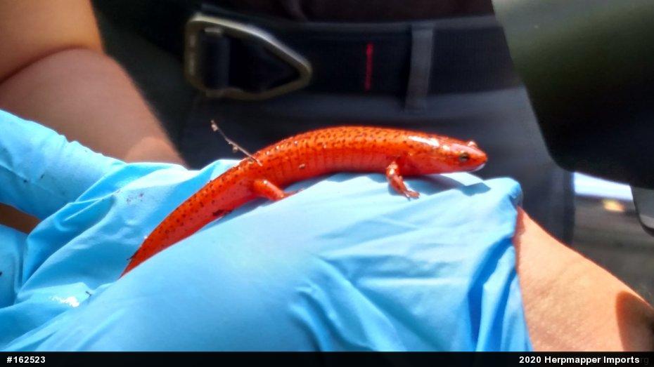 Northern Red Salamander