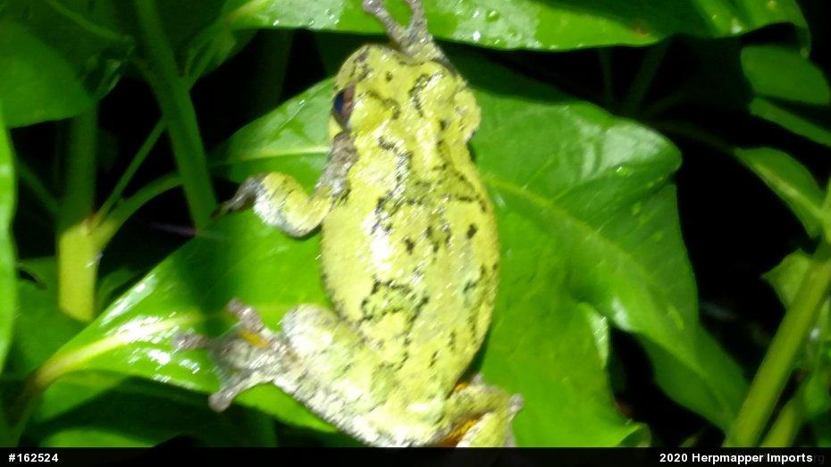 Unknown Gray Treefrog
