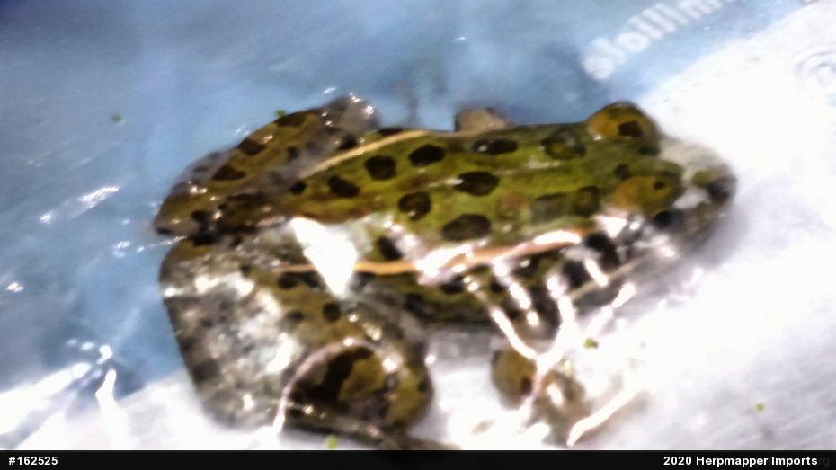 Northern Leopard Frog