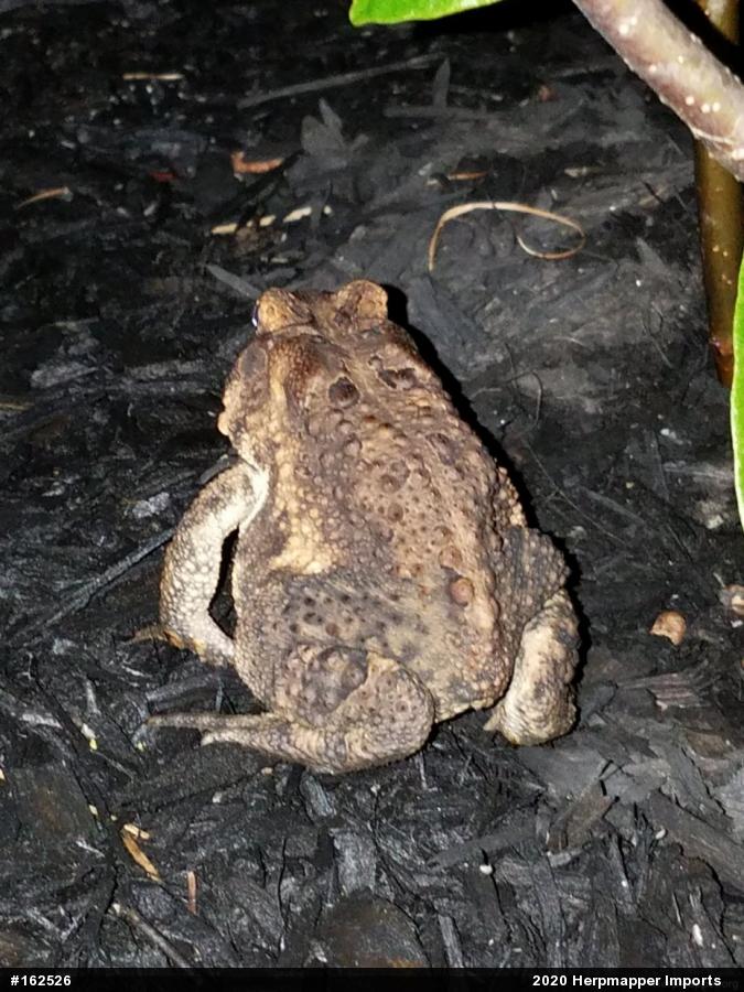 Eastern American Toad