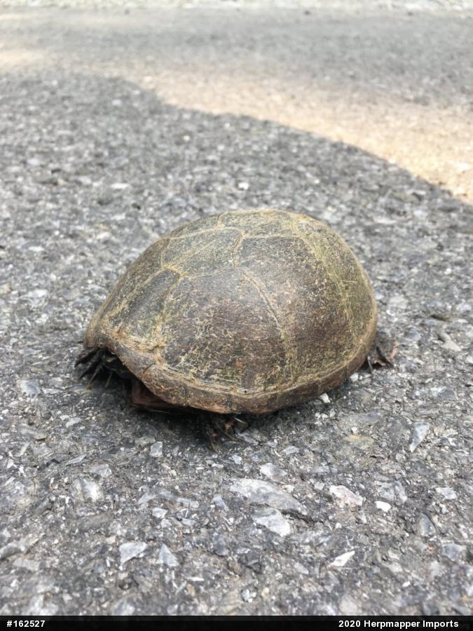 Eastern Musk Turtle