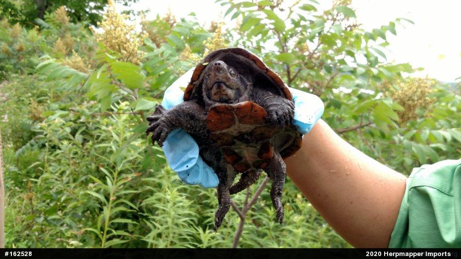 Eastern Musk Turtle