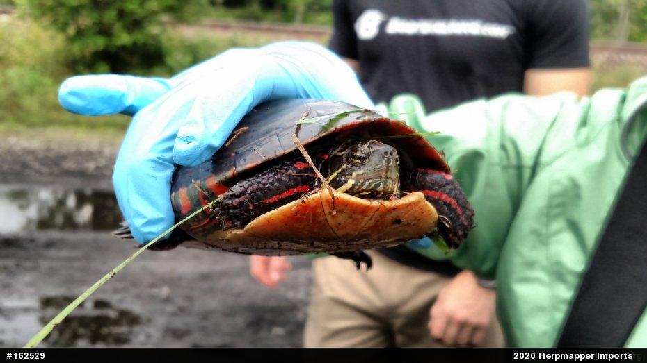 Painted Turtle