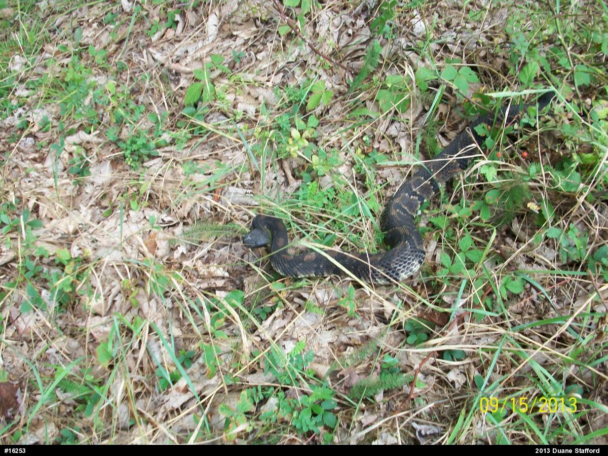 Timber Rattlesnake