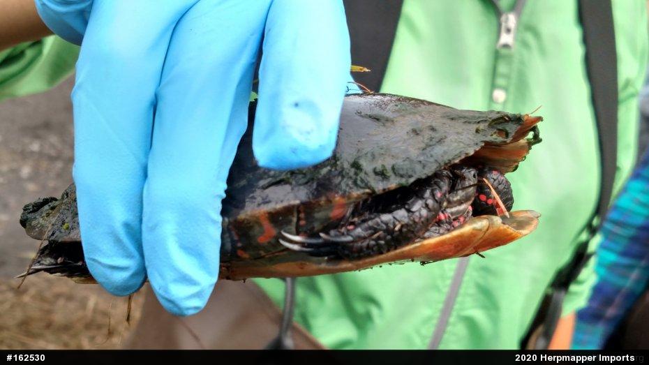 Painted Turtle