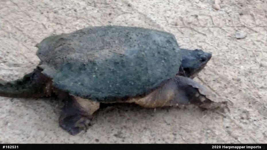 Snapping Turtle