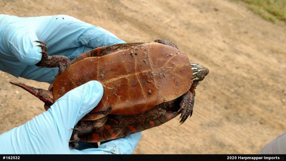 Painted Turtle