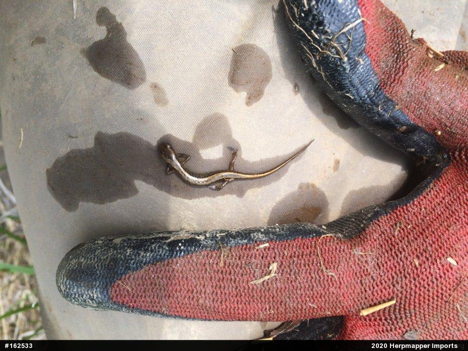 Northern Two-lined Salamander