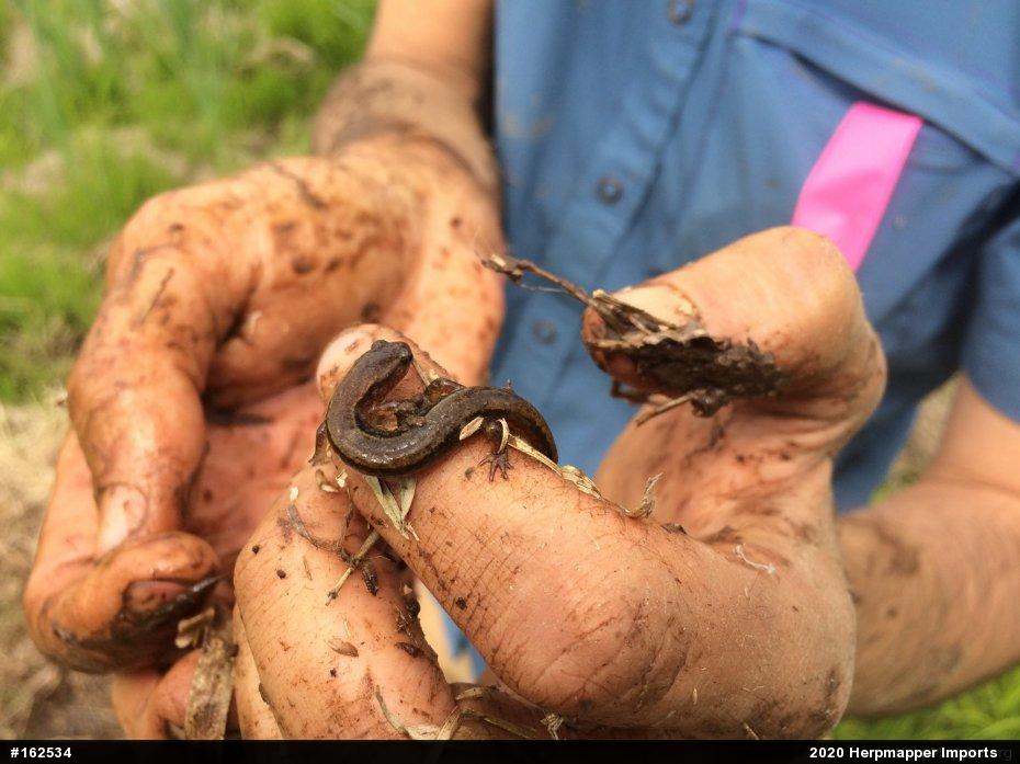 Northern Two-lined Salamander