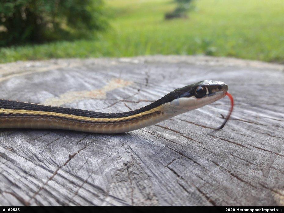 Eastern Ribbonsnake