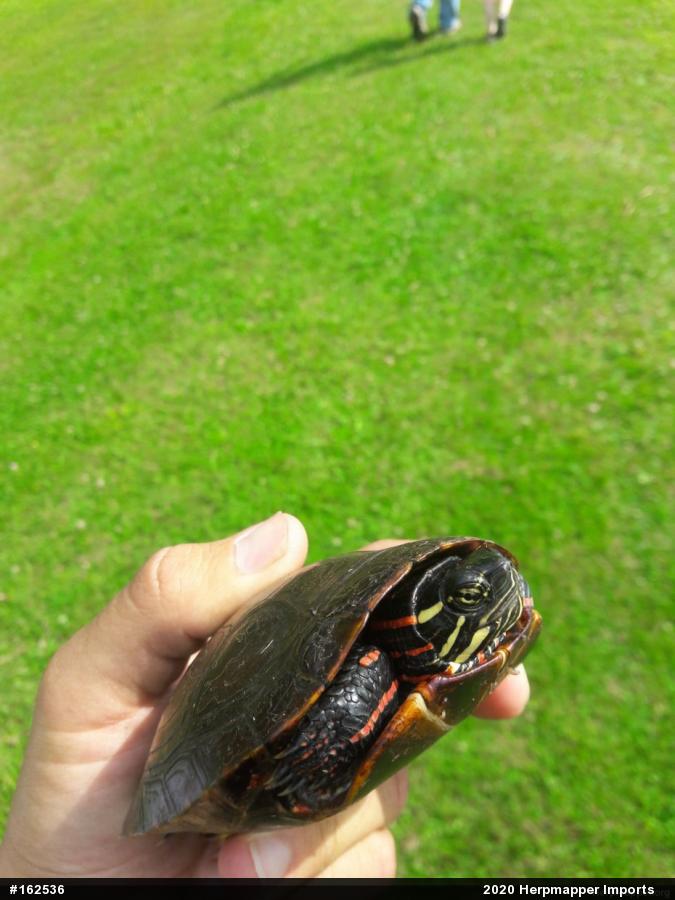 Painted Turtle