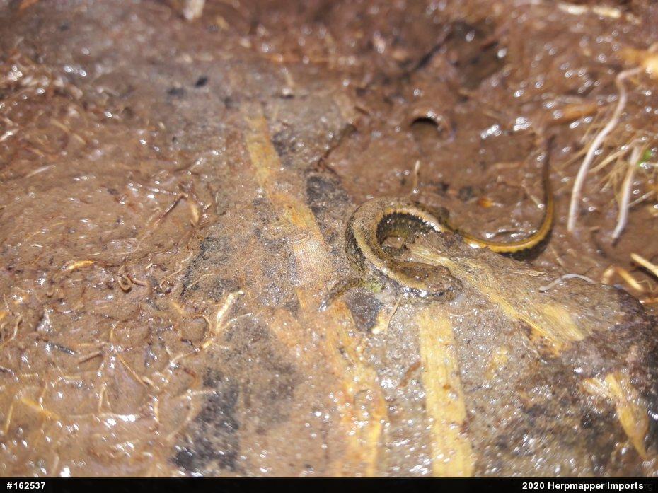 Northern Two-lined Salamander