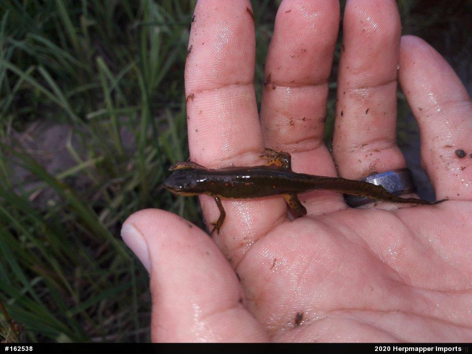 Red-spotted Newt