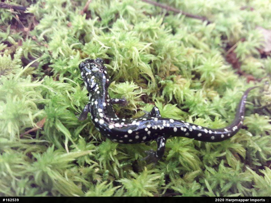 Northern Slimy Salamander
