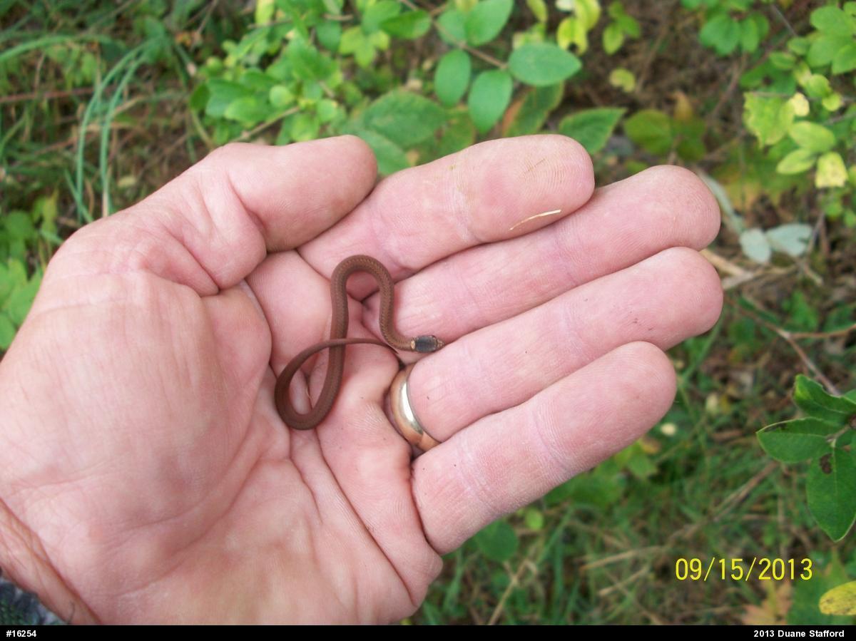 Red-bellied Snake