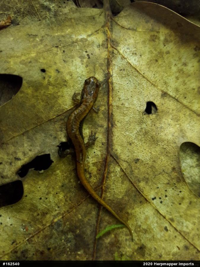 Allegheny Mountain Dusky Salamander