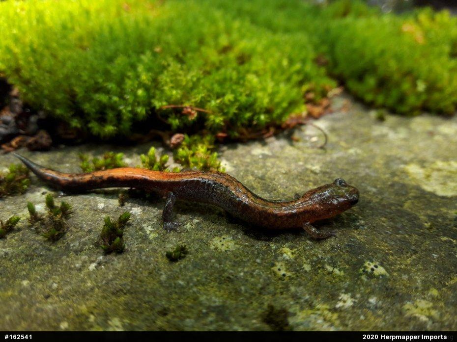 Eastern Red-backed  Salamander