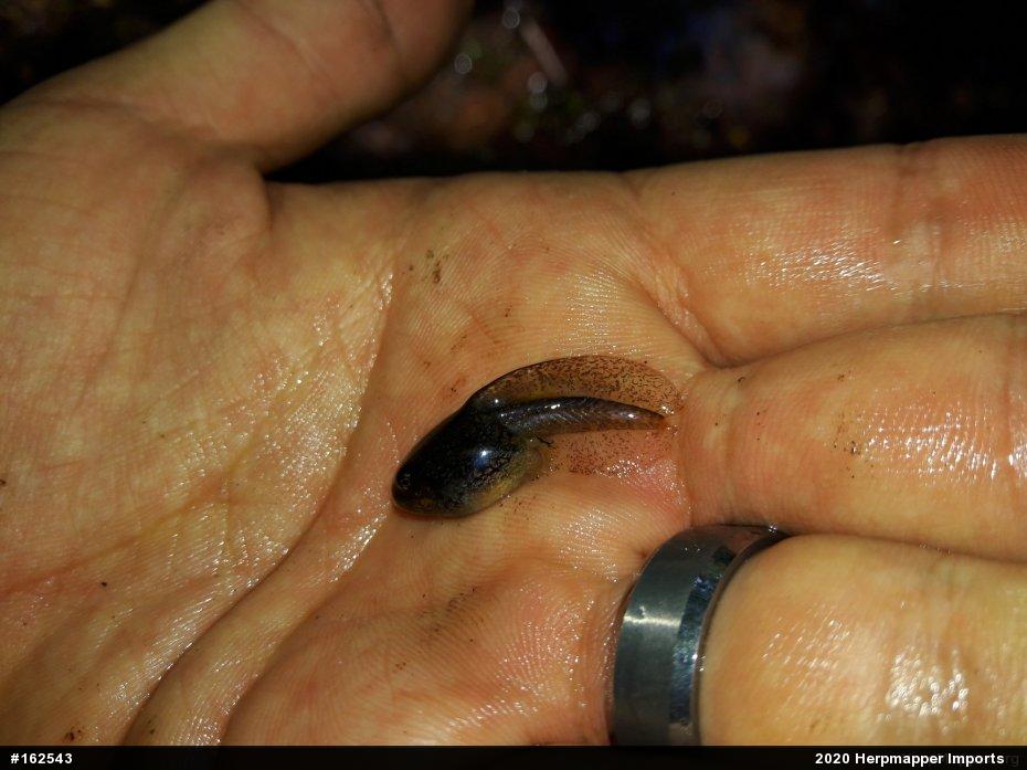Wood Frog