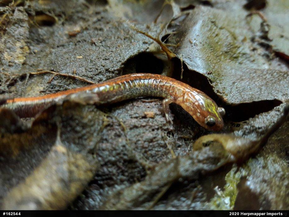 Eastern Red-backed  Salamander