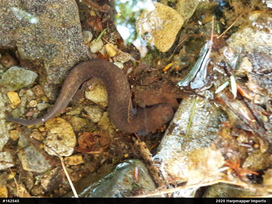 Northern Spring Salamander