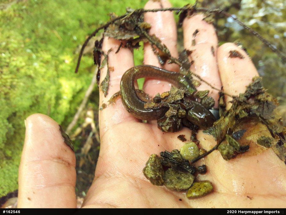 Northern Spring Salamander
