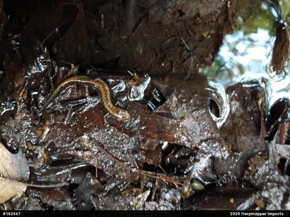Allegheny Mountain Dusky Salamander