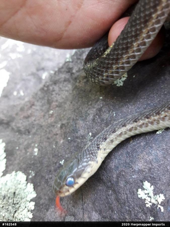 Eastern Gartersnake