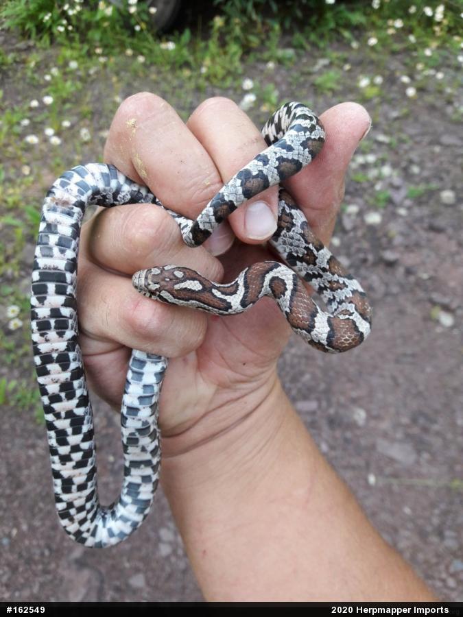 Eastern Milksnake