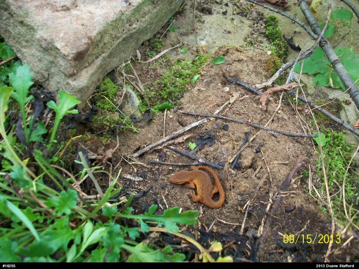 Red-spotted Newt