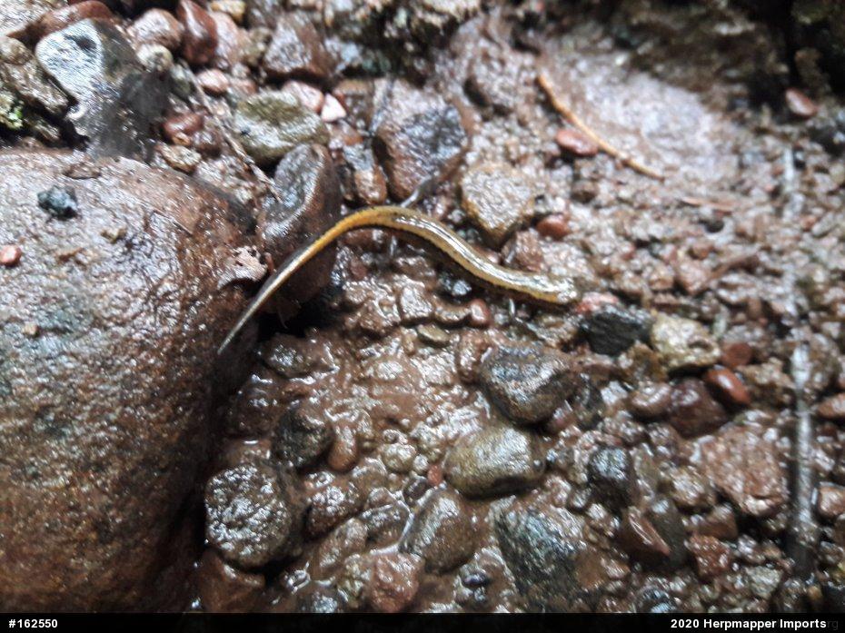 Northern Two-lined Salamander