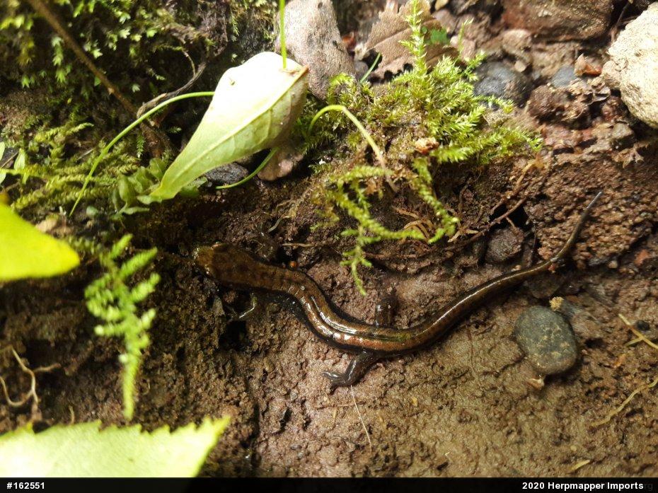 Allegheny Mountain Dusky Salamander