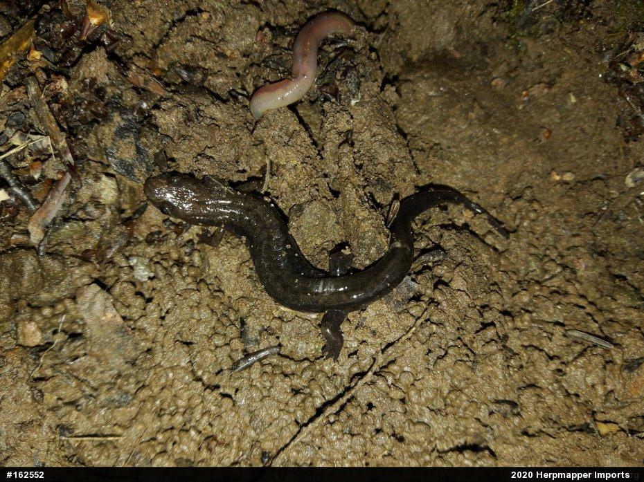 Allegheny Mountain Dusky Salamander
