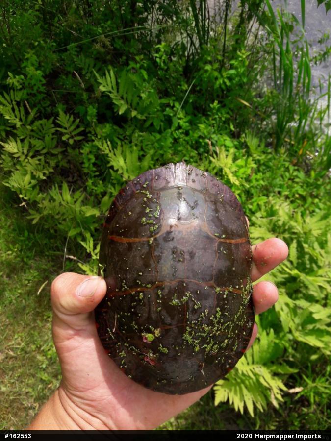 Painted Turtle