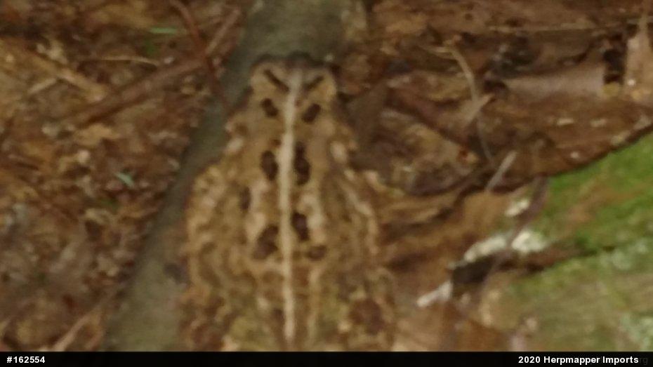 True Toads