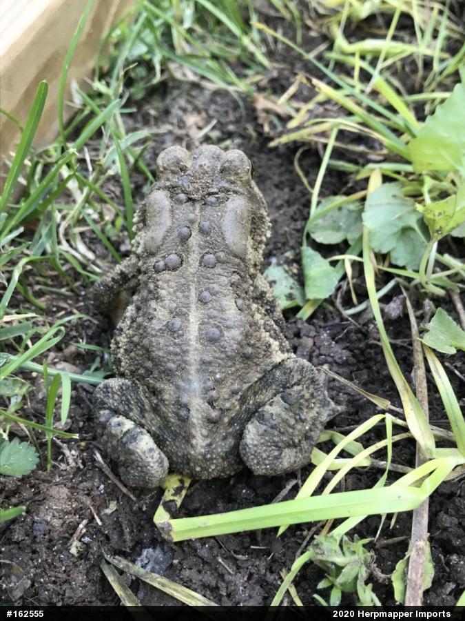 Eastern American Toad