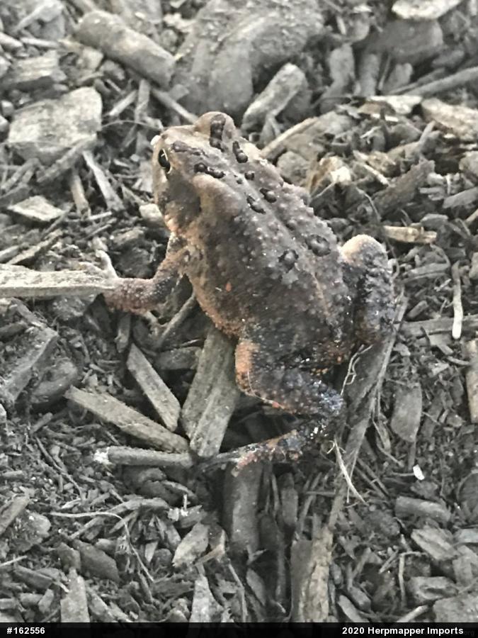 Eastern American Toad